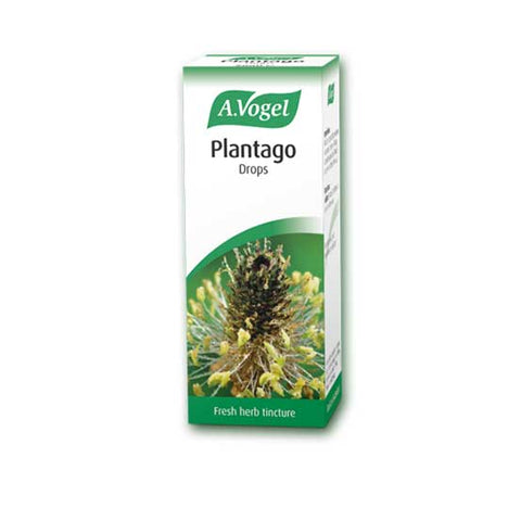 Plantago lanceolata